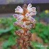 ヤセウツボ Orobanche minor