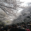 桜＠上野公園