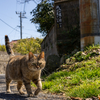 東北東部東離島のねこさん