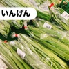新鮮で美味しい「いんげん」の選び方