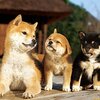心やすらぐ情景をあなたに。「縁側ともだち」ジグソーパズルで、癒やしの時間を過ごしませんか？