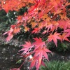 紅葉の季節に万博公園・日本公園で紅葉狩り
