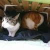 猫コタツを作った件。風邪の中で今日したこと。