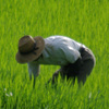 この田んぼは除草剤を撒かないのだろうか。