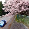  小田原外輪山の山桜満開