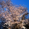 弘前公園、昨夜の桜