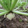 そろそろ大根が太くなり始めた