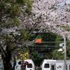 円覚寺下の踏切桜