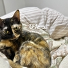 （飼い主の）ヘルニア良くなってきた！