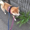 プチ散歩、だよ