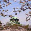 大阪城の桜（その５）