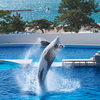 西日本で唯一シャチのパフォーマンスを楽しめる水族館「神戸須磨シーワールド」に行って来ました