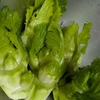 初対面のみなさん（野菜）です。