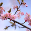桜咲く