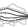 魚の背骨はどれでしょう？(２００９年和歌山）～相同器官