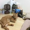 猫がサーキュレーターをお気に召した様です