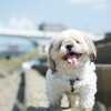 老犬シーズー…もっと 、もーっと皆と一緒に幸せになれ！！