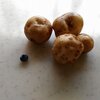 ウチの「0円農園」。タダで野菜がとれます（ちょっとだけど）。