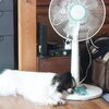 【犬の暑さ対策まとめ】｜サファイアと歩んだ夏を乗り越えるヒント