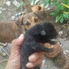 バンタヤン島で暮らす～犬のお産