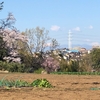 柚木台から見た桜と富士山