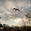 【２８７】台東区上野公園　蓮池に吹く乾いた風