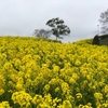 春は桜だけじゃない！菜の花畑の魅力