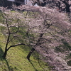 千鳥ヶ淵の開花状況2017（2017/4/3昼間）