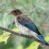 日本　文殊山のオオルリ若鳥