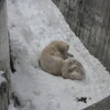 円山動物園のシロクマの赤ちゃん