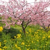 河津桜まつり　開花状況　2023年2月25日は満開