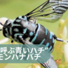 「幸せを呼ぶ青いハチ」は幸せをを呼ぶのか ルリモンハナバチを宮城で発見