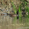 アカハジロ♀