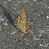 道路で何してる？