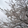 桜…ひゅるりーら…