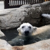 午後　プール（お風呂）に水　満水を待たずにドボン