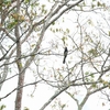 Congo Pied Hornbill シロクロコサイチョウ