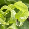 雨粒の景色