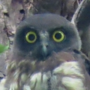 北海道の野鳥日記