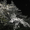 上野公園の夜桜見物