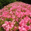 神代植物公園へ