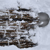 タラの木の促成栽培と屋根雪の除雪終了