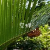 7月の夏の庭はセミの抜け殻（空蝉）だらけ～Part１〜