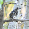 秋ヶ瀬公園２ 地上の鳥たち