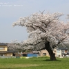 旧たばこ産業跡地の桜・・