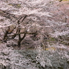 桜＠彦根城
