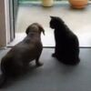 待ちたまえ。犬の動きをあっさり止める猫の動画