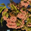 桜のさんぽ道（さいたま造幣局）に行ってきた！
