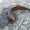 【身近なお魚図鑑】権瑞