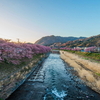 念願の河津桜へ、、、